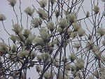 20080317fb13.jpg