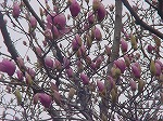 20080317fb15.jpg