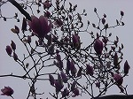 20080317fb16.jpg