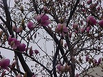 20080317fb18.jpg