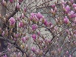 20080317fb19.jpg