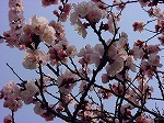 20080318tr007.jpg