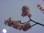 20080318tr009.jpg