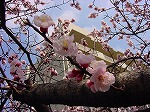 20080318tr019.jpg