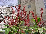 20080318tr021.jpg