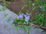 20080318tr046.jpg