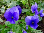 20080318tr047.jpg