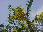 20080318tr059.jpg
