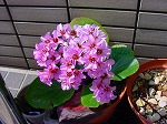 20080318tr067.jpg
