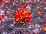 20080321k100.jpg