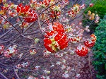 20080321k101.jpg