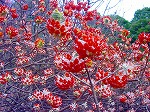 20080321k105.jpg