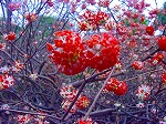 20080321k106.jpg
