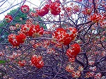 20080321k108.jpg