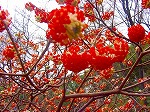20080321k109.jpg