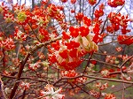 20080321k110.jpg