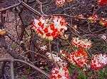 20080321k112.jpg