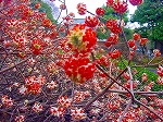 20080321k113.jpg