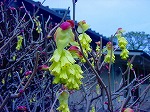 20080321k004.jpg