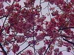 20080321k016.jpg
