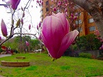 20080321k040.jpg