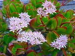 20080321k063.jpg