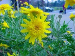 20080321k064.jpg