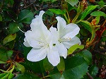 20080321k076.jpg