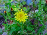 20080321k095.jpg