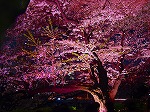 20080404cdr022.jpg