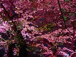20080404cdr024.jpg