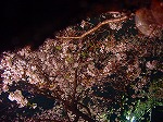 20080404cdr029.jpg