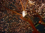20080404cdr033.jpg