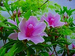 20080416BC020.jpg