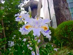 20080416BC021.jpg