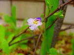 20080416BC125.jpg