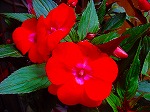 20080416BC130.jpg