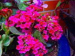 20080416BC132.jpg