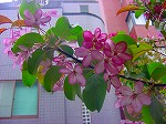 20080416BC157.jpg