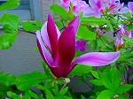 20080416BC159.jpg