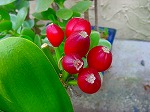 20080416BC160.jpg