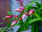 20080416BC161.jpg