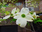 20080416BC165.jpg