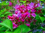 20080501hgs027.jpg