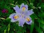 20080501hgs029.jpg