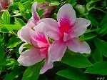 20080501hgs030.jpg