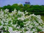 20080501hgs037.jpg