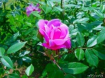 20080501hgs040.jpg