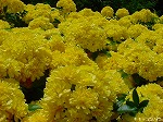 20080501hgs041.jpg