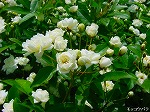 20080501hgs042.jpg